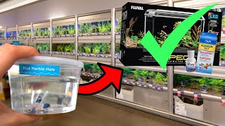 Everything You Need To Buy For A Betta Fish