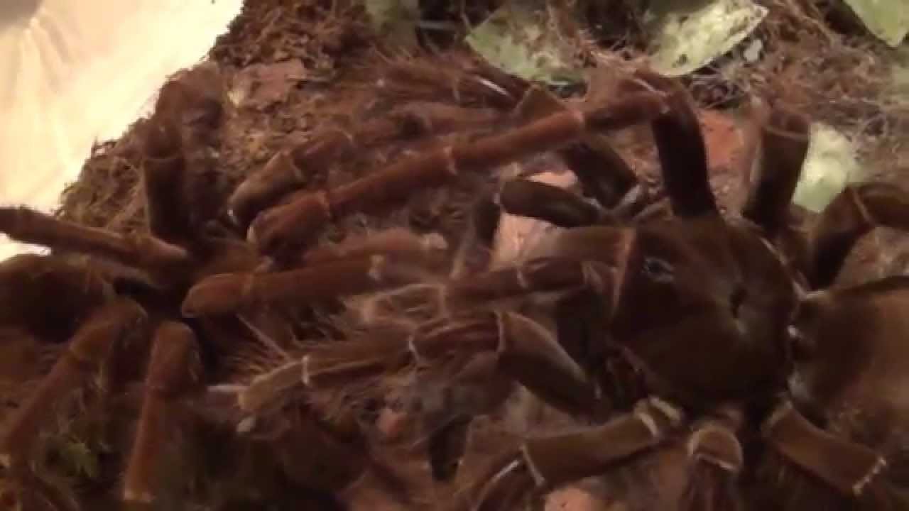Mating the Goliath bird eater tarantula Theraphosa blondi YouTube