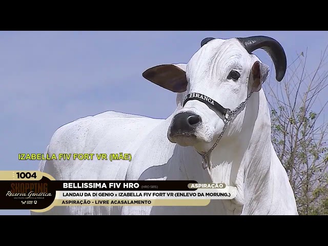 LOTE 1004   BELLISSIMA FIV HRO   HRO 5815 zap