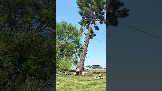Large Tree Cutting & Removal in Coatesville, Indiana