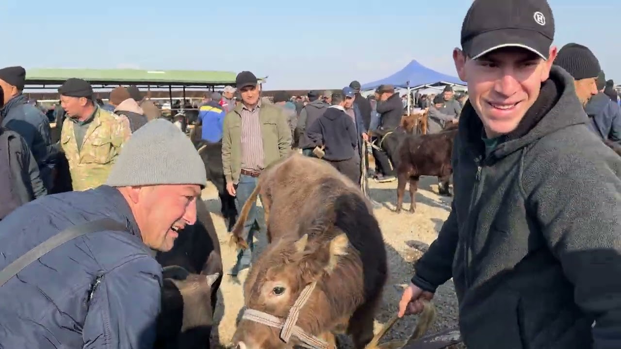 Chust mol bozoridan buqalar narxlari bilan tanishing 2-qism 01.03.2026