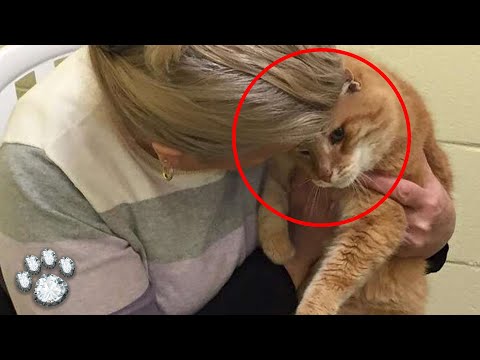 Video: Ako zaobchádzať so zranením mačiek