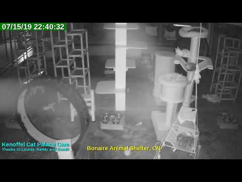 video editing software free Animal Shelter Bonaire Live Stream