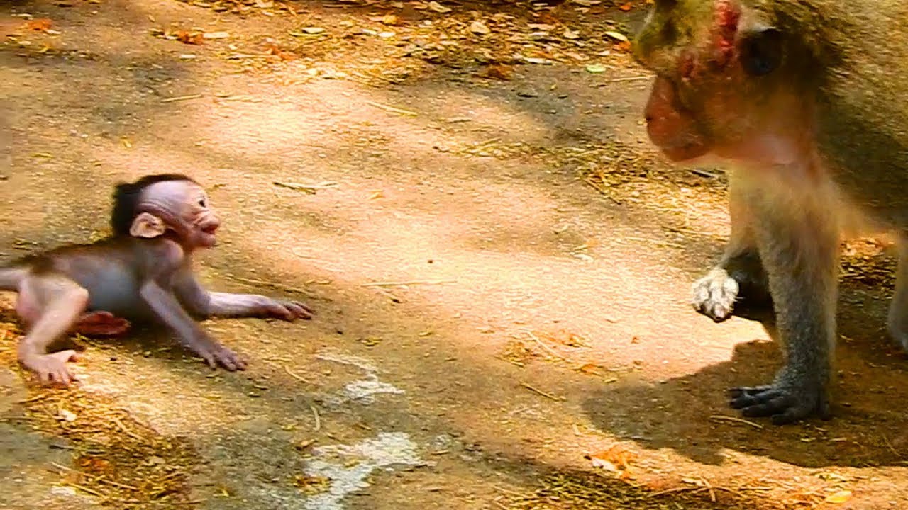 OMG !! Marcus make Maci scare because he don't like Maci / Monkey Post