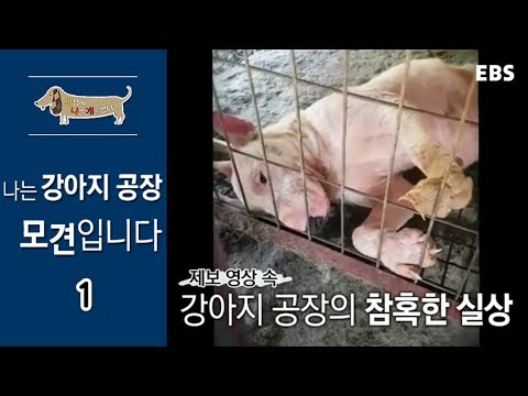 세상에 나쁜 개는 없다 - 나는 강아지공장 모견입니다_#001