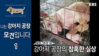 세상에 나쁜 개는 없다  나는 강아지공장 모견입니다_#001