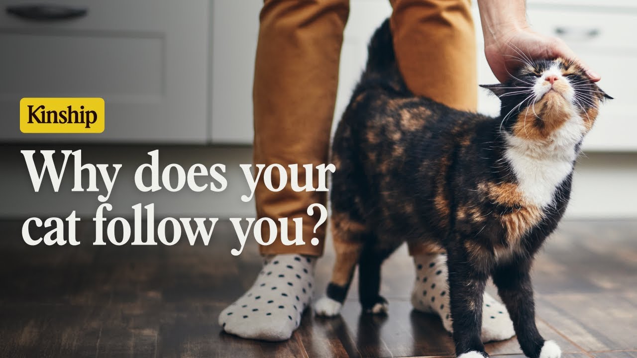 Why Does My Cat Follow Me? The Real Reasons Revealed!
