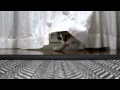 カーテンに隠れつつ遊ぶ猫　～ぽっけ♂～