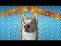 ХАСКИ ВЫПОЛНЯЕТ КОМАНДЫ.  ПОДБОРКА С ХАСКИ. / Husky performs the commands. A selection of husky.