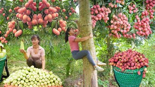 FULL VIDEO: Harvesting Lychee Fruit, Corn, Plums And Gourd Go To Market Sell - Free Bushcraft