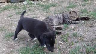Lovely puppies and friendly cat in the backyard