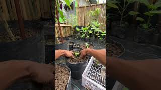 ASMR BERKEBUN pindah tanam sayuran pakcoy putih #berkebun #garden #shorts
