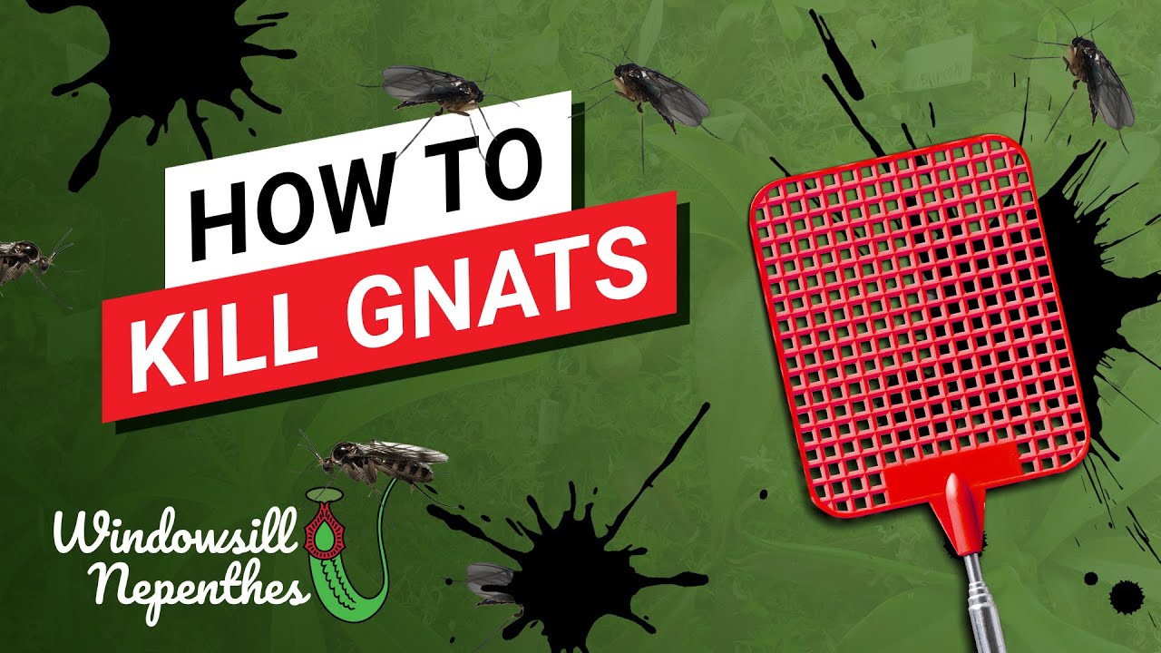 😫 How to Kill Plants Gnats in Your House (4 Tips for New Plants