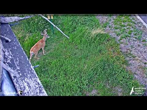 White Tail Deer visits Hellgate  24 05 22  ms  20:58  Cornell Labs Cams