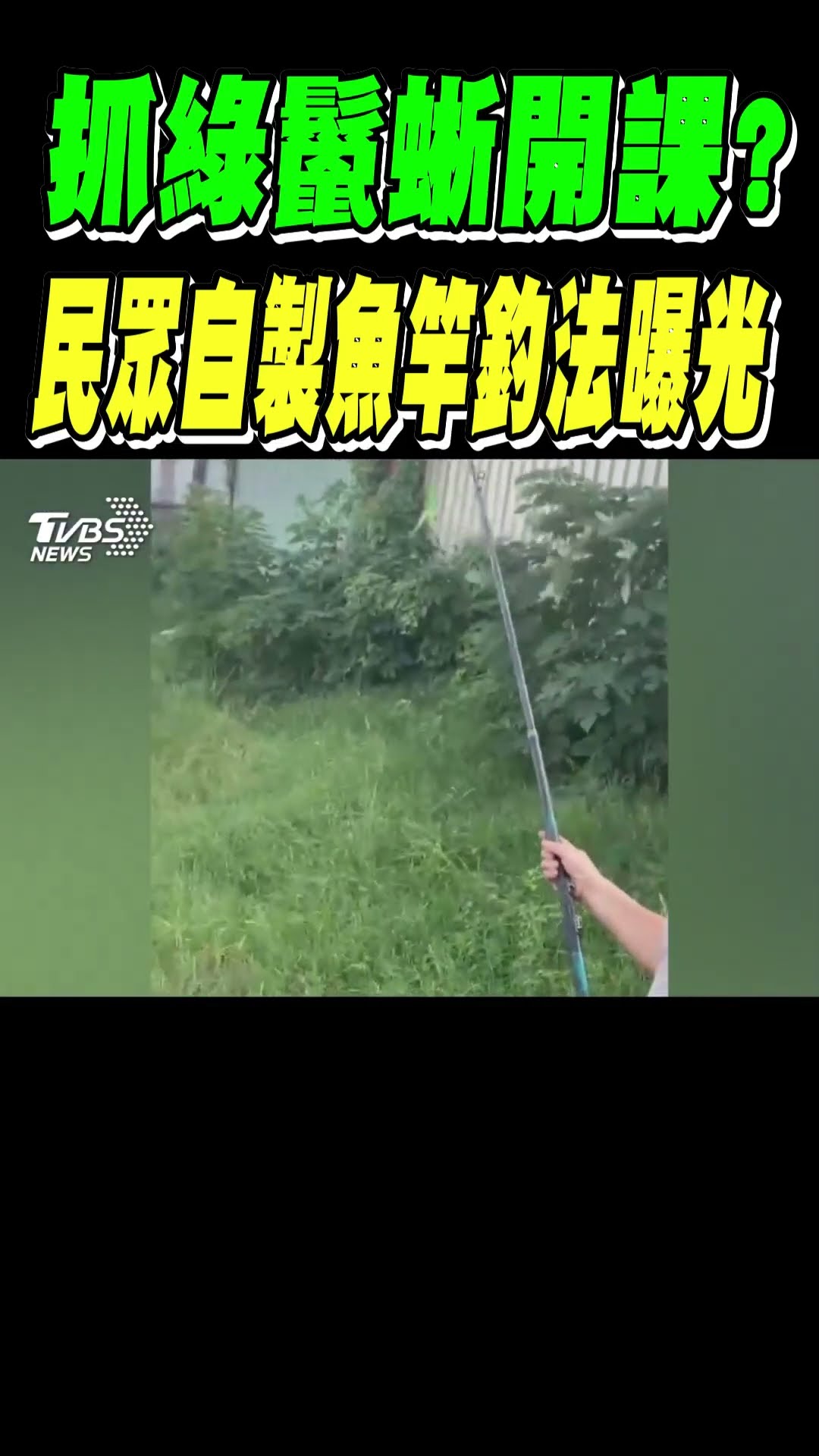 抓綠鬣蜥開課? 民眾自製魚竿釣法曝光｜TVBS新聞 #shorts @TVBSNEWS01