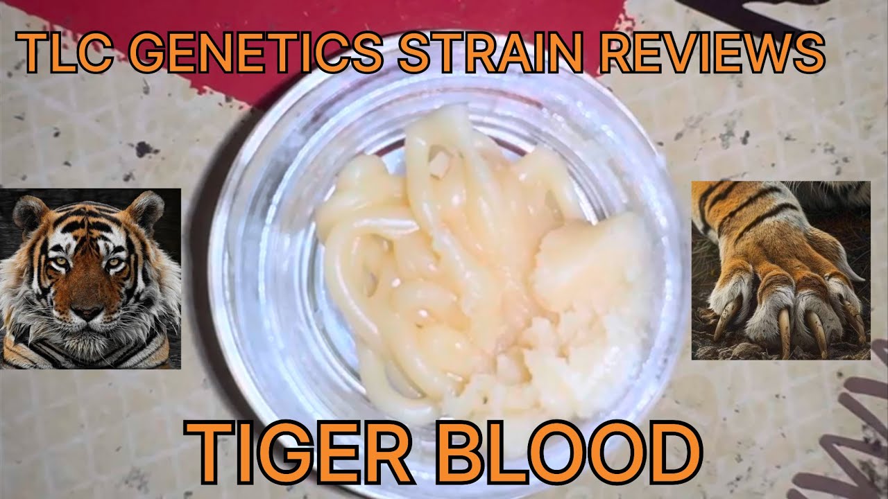 Tiger Blood Cannabis Batter (Strain Review) : The TLC Genetic Show