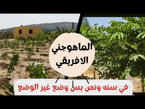 فيديو: أين تنمو أشجار الماهوجني؟