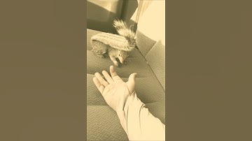 squirrel attack #shorts #animals #rescue #shortvideo #rodents #funny #asmr
