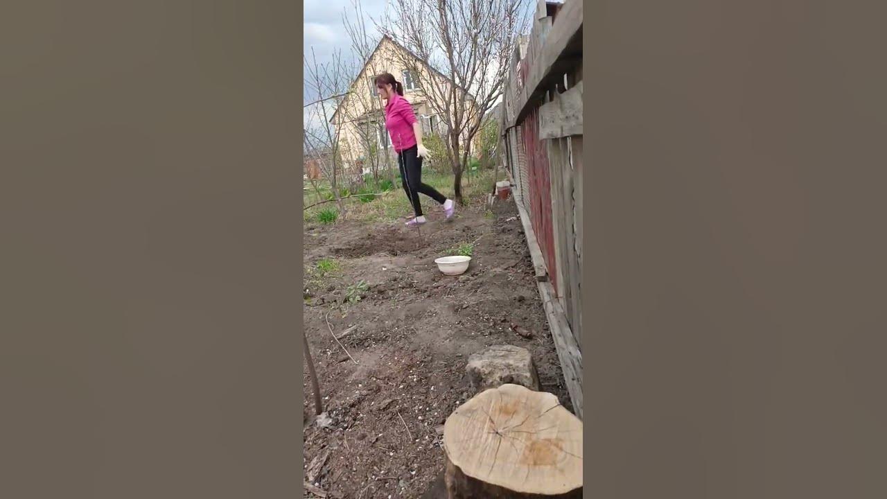 посадила яблоньку сорт Медуница - YouTube