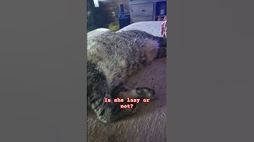 #lazy #cat #cats #catsoftiktok #catlover #sleep #pets #animals #reels #shortvideo #shorts #fyp