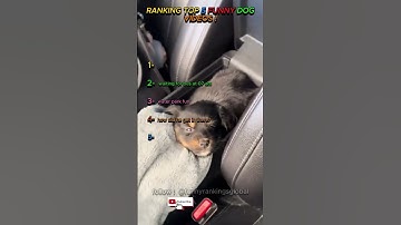 RANKING TOP 5 FUNNY DOG VIDEOS ! #funny #funnyshorts #dog #dog #dogshorts #edit