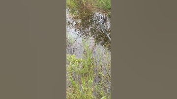 Spot terlarang memang selalu mantap #fyp #video #mancing #fishing #shorts
