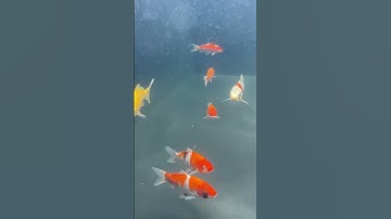 Cách quay video dưới nước đơn giản #koifishaqua #koinhat