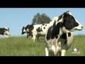 Vídeo proceso de producción de la leche