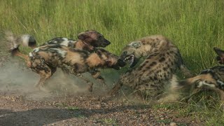 목을 정확히 물어버리는 아프리카 개무리들 - wild dog vs lion, buffalo, hyena, deer real fights!