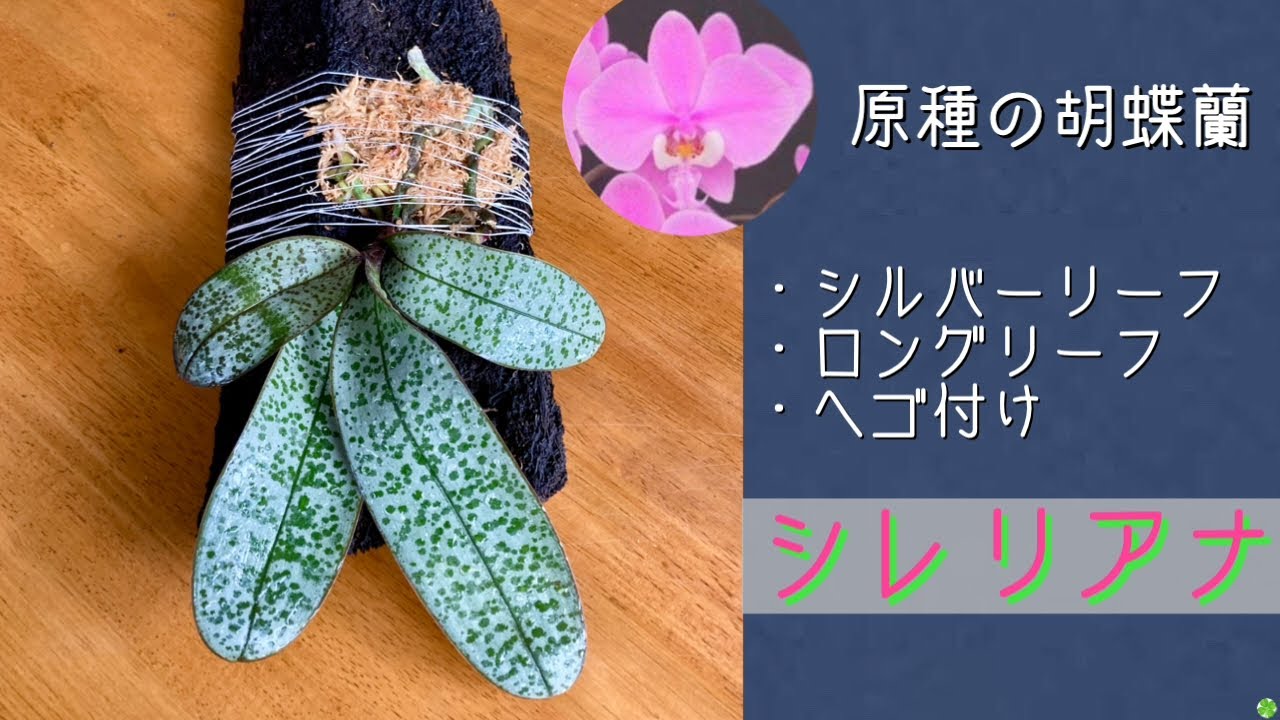 June 8, 2026 Phalaenopsis schilleriana 'Silver Leaf': Mounting a