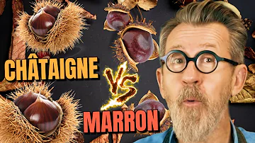 Pourquoi le marron ne se mange pas ?