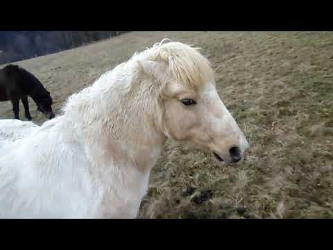 Video: Plemeno Amerického Shetlandského Koně Hypoalergenní, Zdraví A životnost