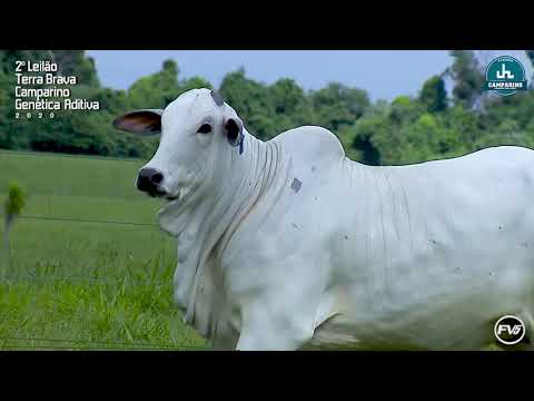 LOTE 14 - JHVM 17721 - 2º Leilão Terra Brava Camparino e Genética Aditiva