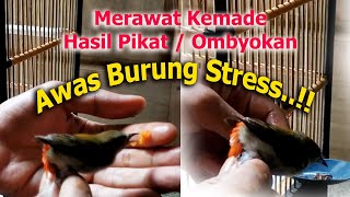 Cara Pelihara Kemade Cit Ceres Hasil Pikatan dan Pemberian Makan Harian