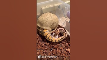 Rare Snake Feeding #ballpython #reptiles #snake #animals #fyp #viral #wildlife #pets #shorts
