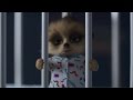 Tippy S FavorADs 2 Dads 1 Meerkat Baby Oleg 