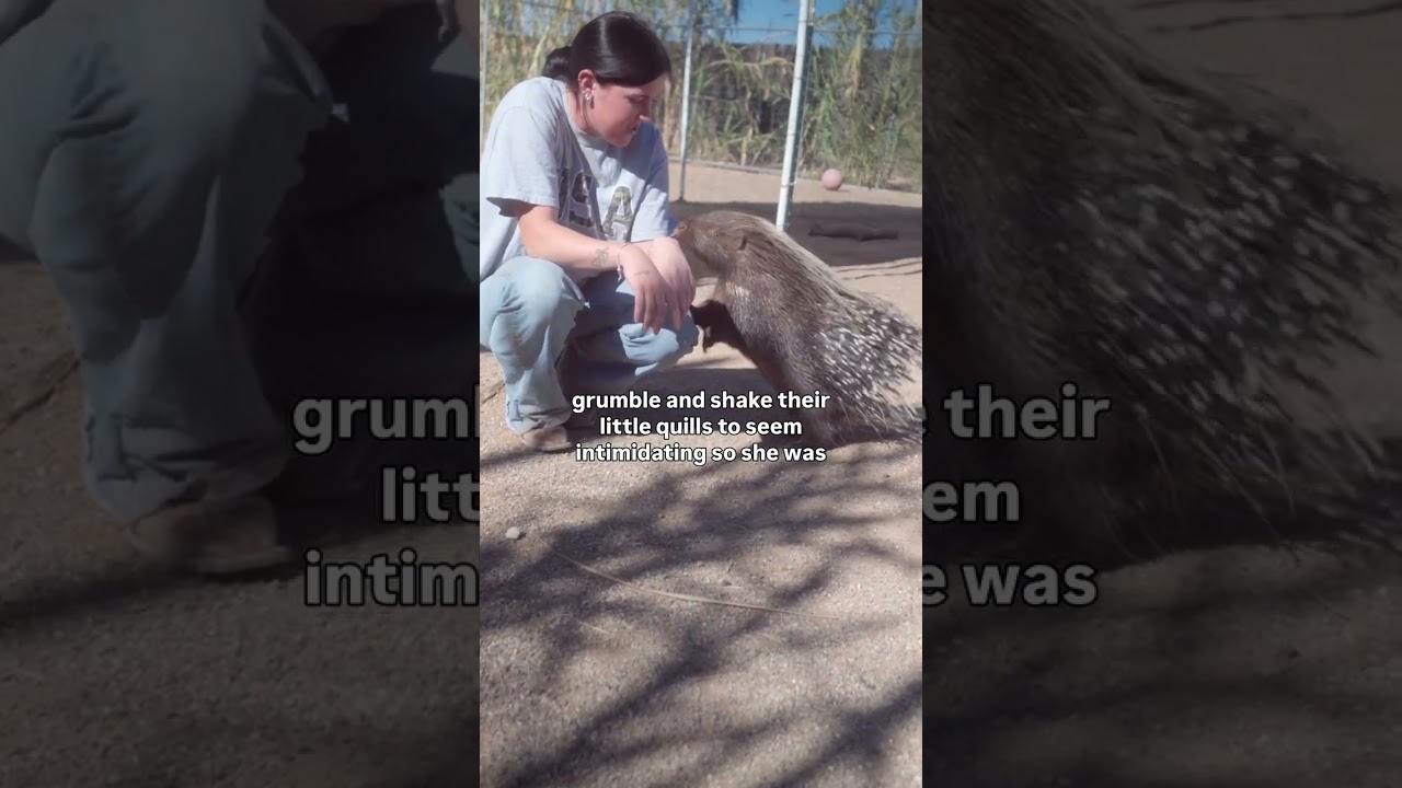 Grumbles is a kisser. Have you ever been kissed by a porcupine before?