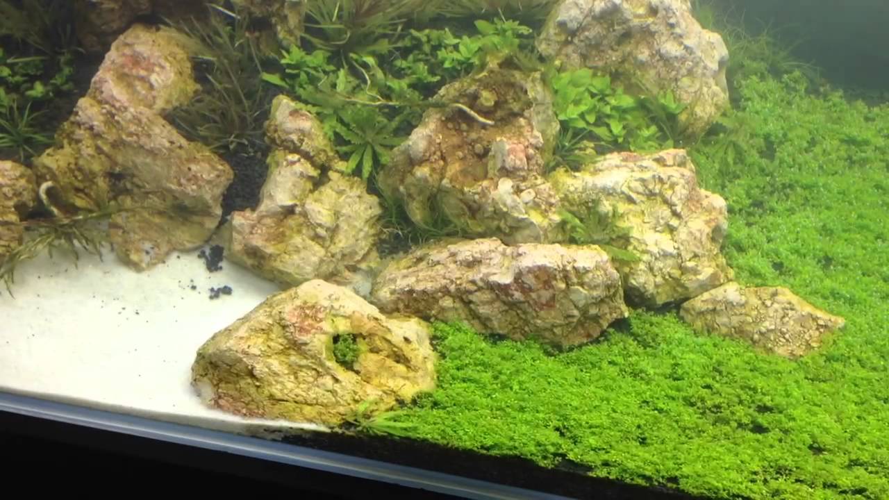 cade cb1800, 60 day progressaquascape design - youtube cade cb1800, 60 day progressaquascape design - youtube