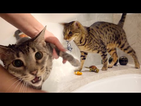 Kitties Get Groomed!