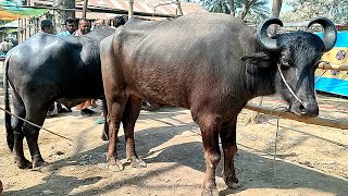 ১৯/২/২৫/ভরপুর মাংসের ও মাঝারি খামারের উপযোগী মহিষের দাম জানুন, পাঁচবিবির হাট থেকে।
