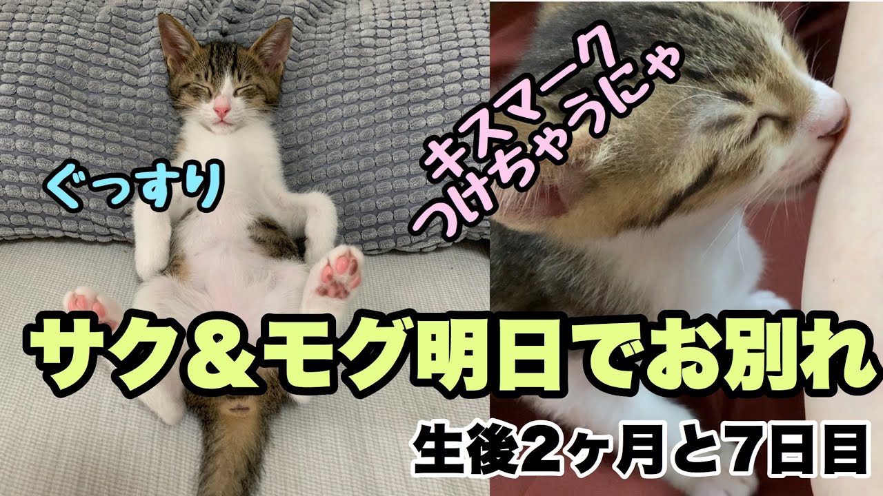 明日でお別れ 寝かしつけ キスマークをつける子猫 サク モグの成長記録 生後2ヶ月と7日目 2 Months And 7 Days After Birth Kitten Sucks Arms Youtube