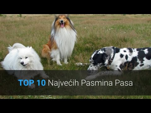 Video: 10 najvećih pasmina pasa