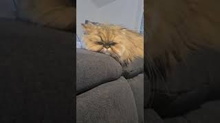 most beautiful cat in the world dreaming