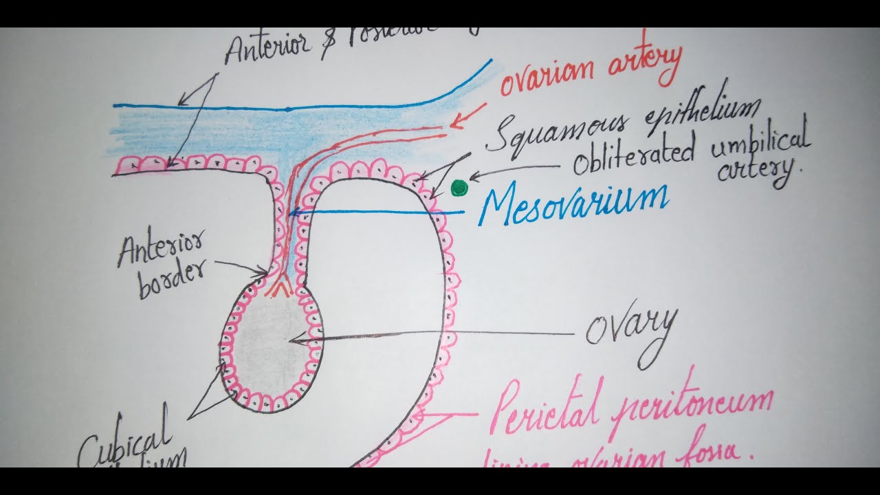 GROSS ANATOMY OF OVARY// - YouTube