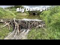 Beaver Dam Removal Next To The Road! DAMAGE appeared!