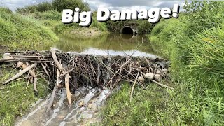 Beaver Dam Removal Next To The Road! DAMAGE appeared!