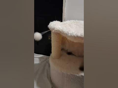 Chocolate Lynx Point Himalayan Kitten available at https://jaemak2020