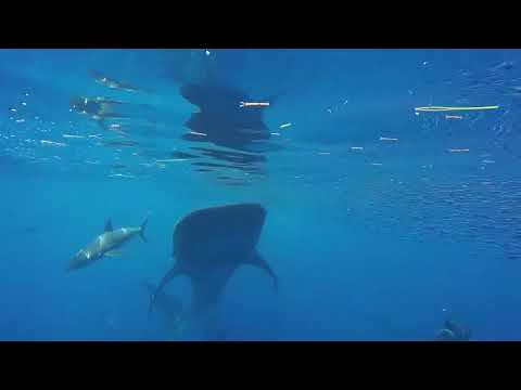 Whale Shark in Jardines de la Reina Cuba...