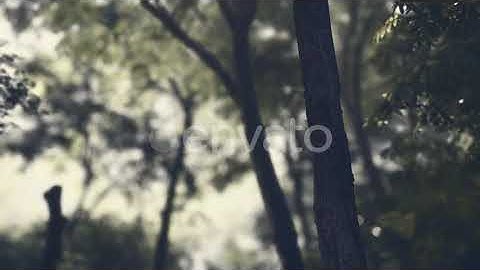 Fog in the Mysterious Rainforest | Motion Graphics - Envato elements