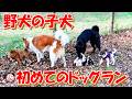 【保護犬　子犬】初めてのドッグラン＋おまけコーナー